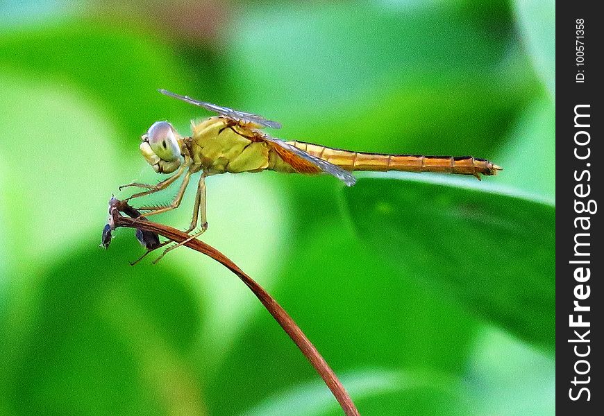 Insect, Dragonfly, Dragonflies And Damseflies, Damselfly