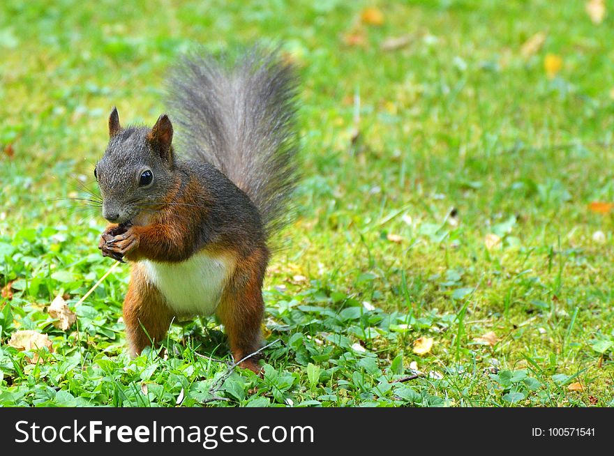Squirrel, Mammal, Fauna, Wildlife