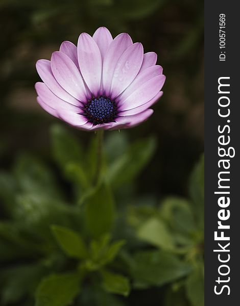 Flower, Flora, Garden Cosmos, Purple