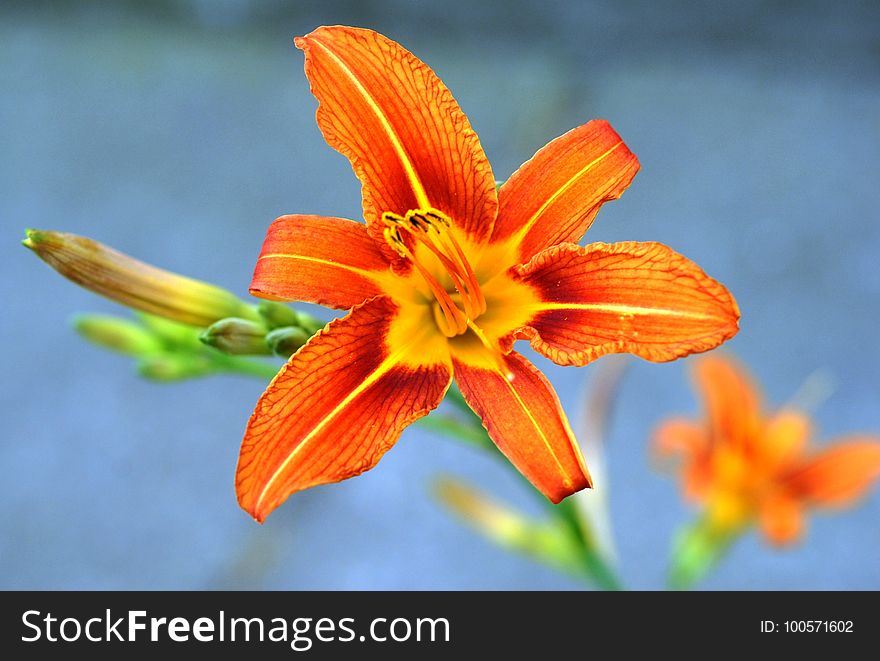 Flower, Lily, Orange, Flora