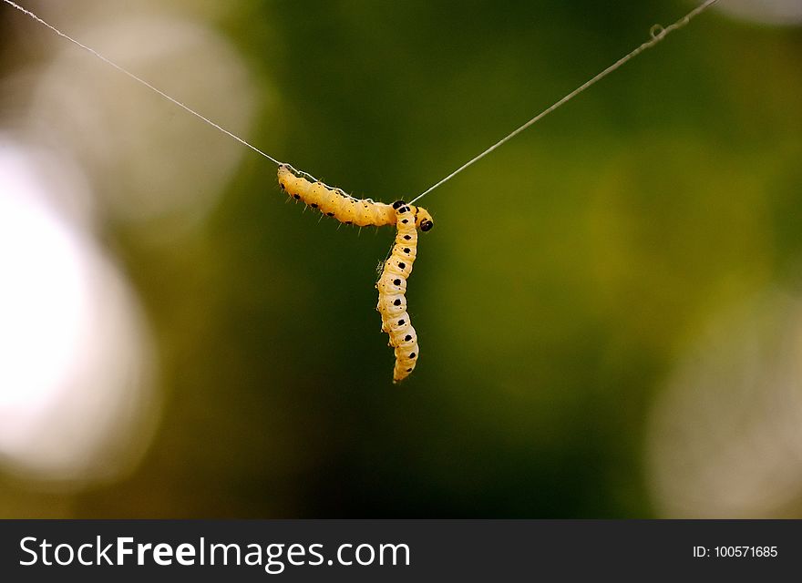 Insect, Caterpillar, Larva, Invertebrate
