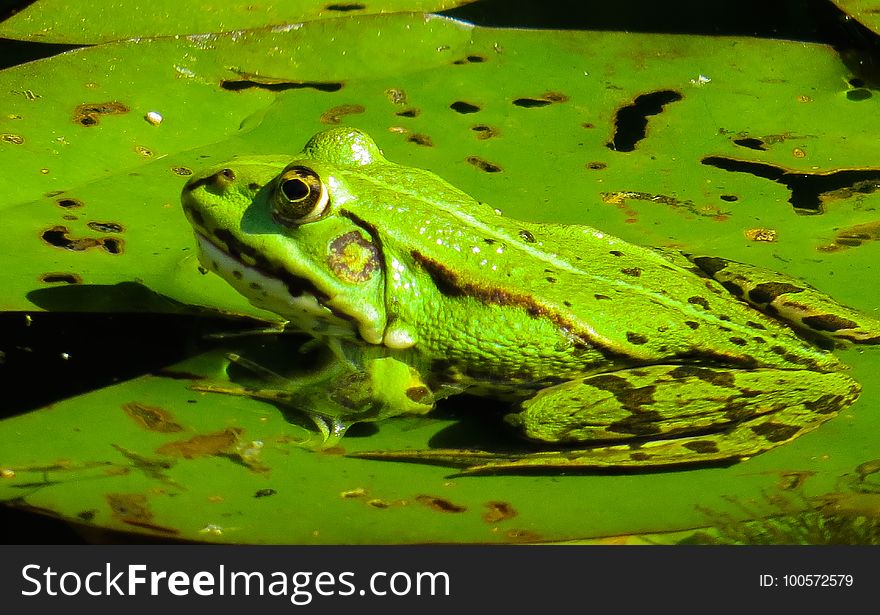 Ranidae, Amphibian, Frog, Ecosystem