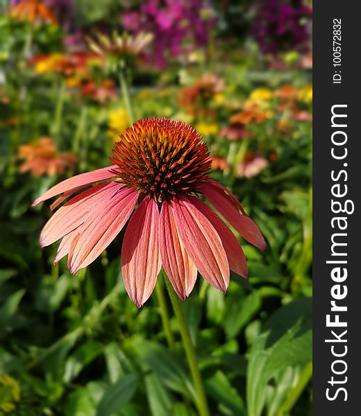 Flower, Coneflower, Plant, Flora