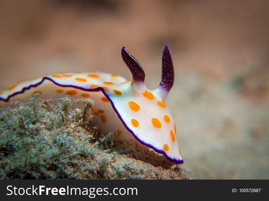 Marine Biology, Underwater, Macro Photography, Close Up