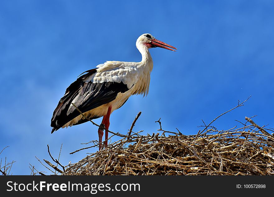 Bird, White Stork, Stork, Ciconiiformes