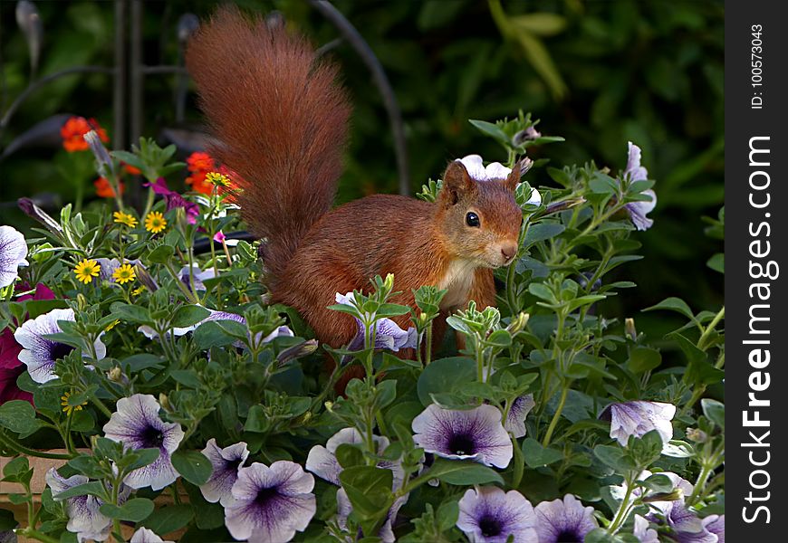 Fauna, Mammal, Squirrel, Flower