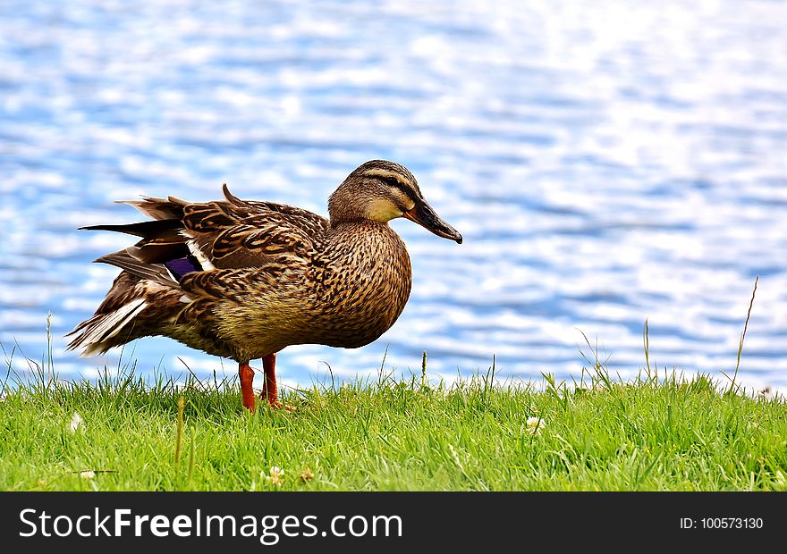 Bird, Duck, Mallard, Water Bird