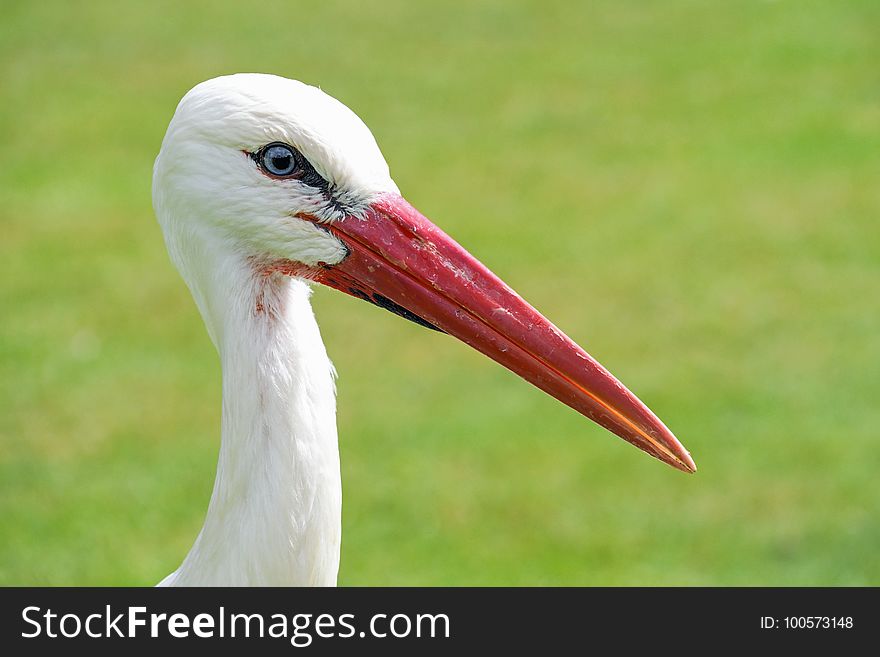 Bird, Beak, White Stork, Stork