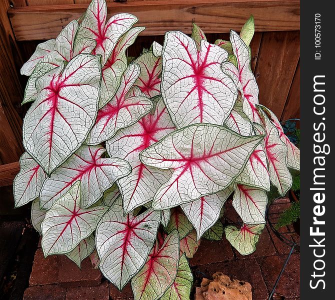 Plant, Leaf, Flora, Flower