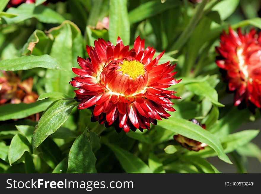 Flower, Blanket Flowers, Plant, Flora