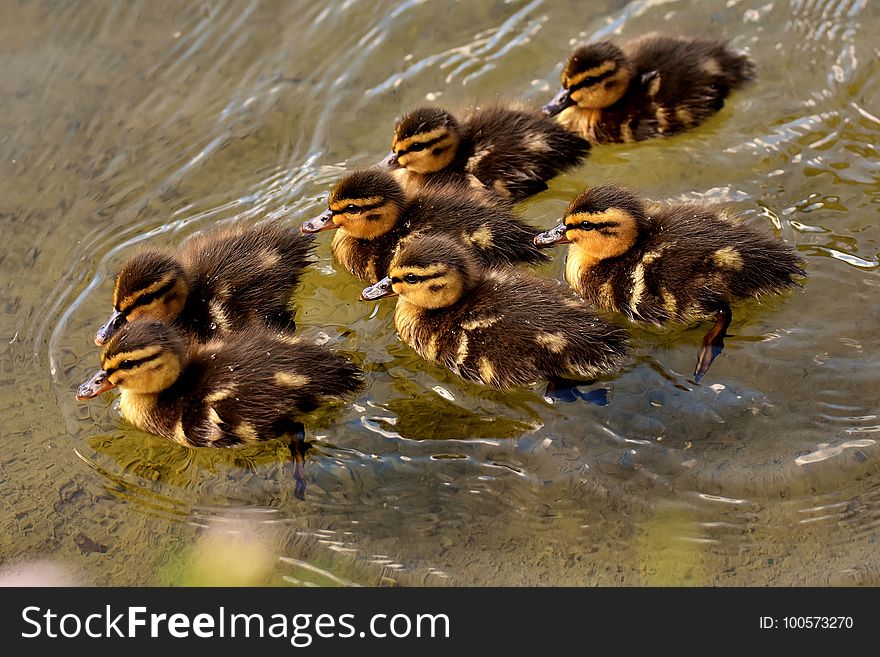 Duck, Bird, Fauna, Ducks Geese And Swans