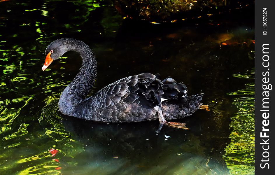 Black Swan, Water Bird, Ducks Geese And Swans, Fauna