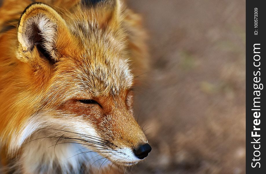 Fox, Red Fox, Wildlife, Mammal
