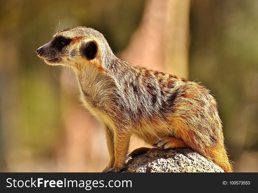 Meerkat, Mammal, Fauna, Terrestrial Animal