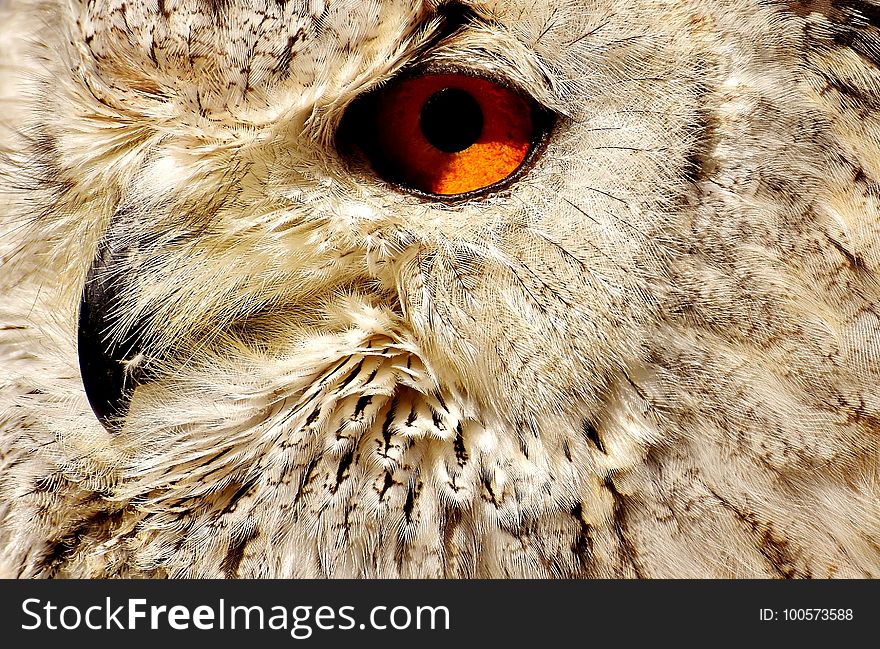 Owl, Beak, Fauna, Bird Of Prey