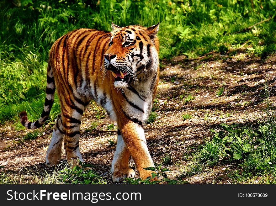 Tiger, Wildlife, Mammal, Terrestrial Animal