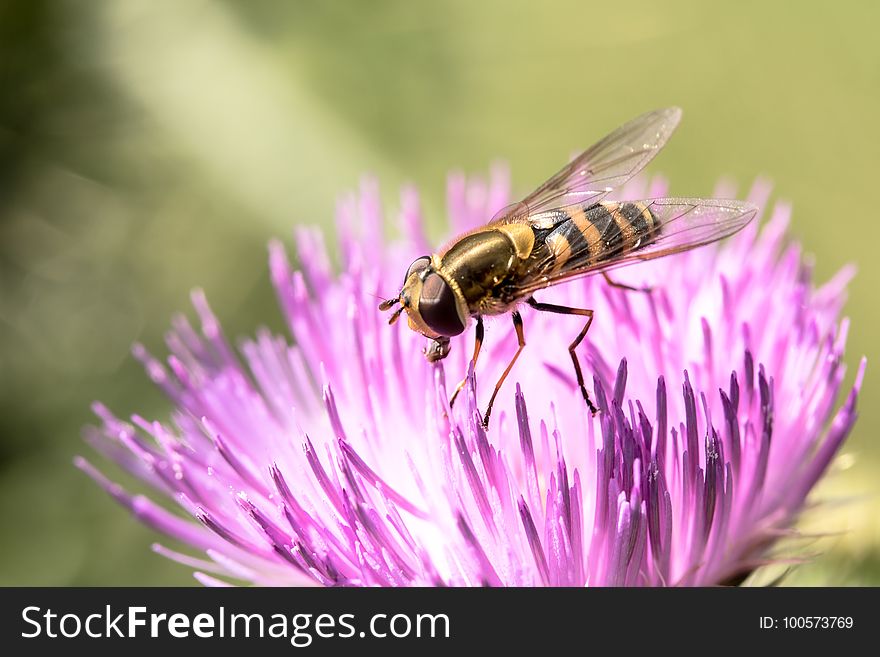 Honey Bee, Insect, Bee, Macro Photography