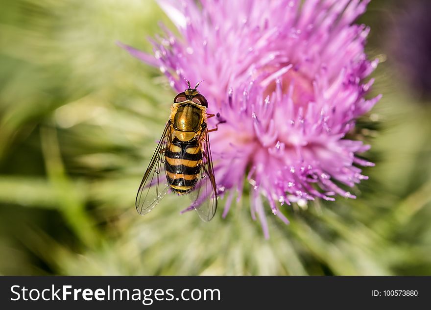 Honey Bee, Bee, Thistle, Insect