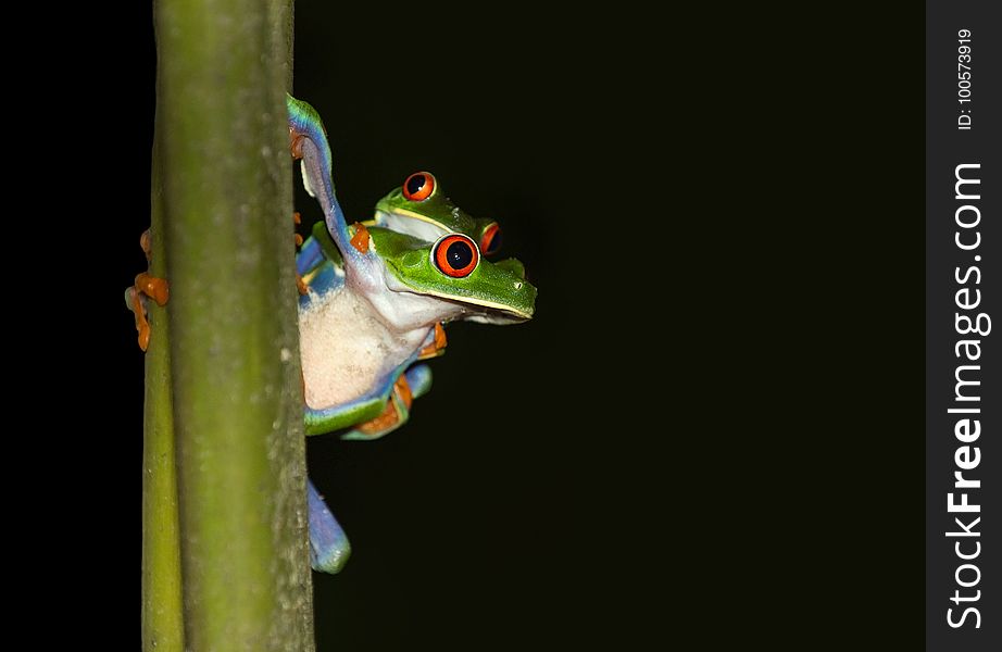 Tree Frog, Amphibian, Frog, Fauna