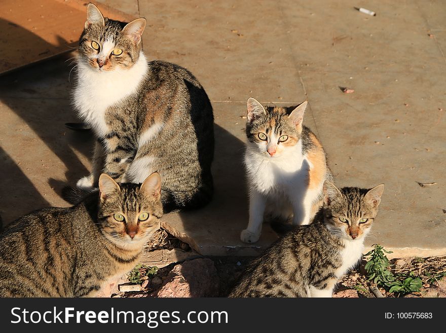 Cat, Mammal, Small To Medium Sized Cats, Fauna