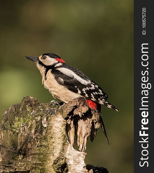 Bird, Woodpecker, Fauna, Beak