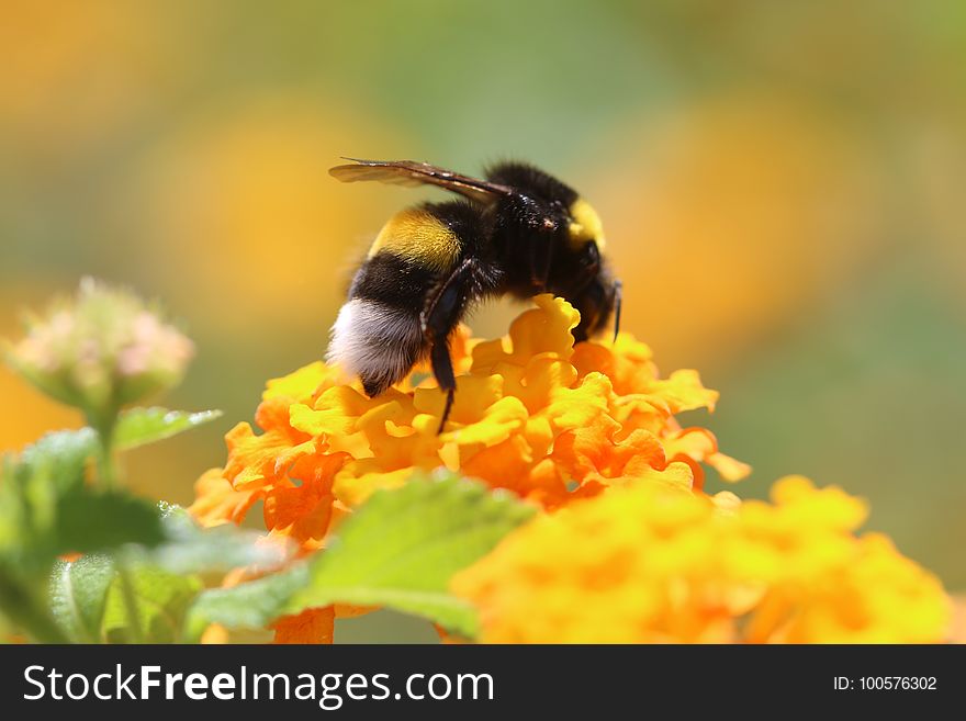 Honey Bee, Bumblebee, Bee, Insect