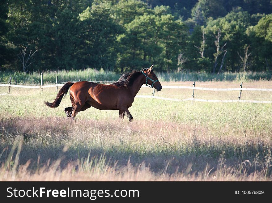 Horse, Pasture, Mare, Stallion