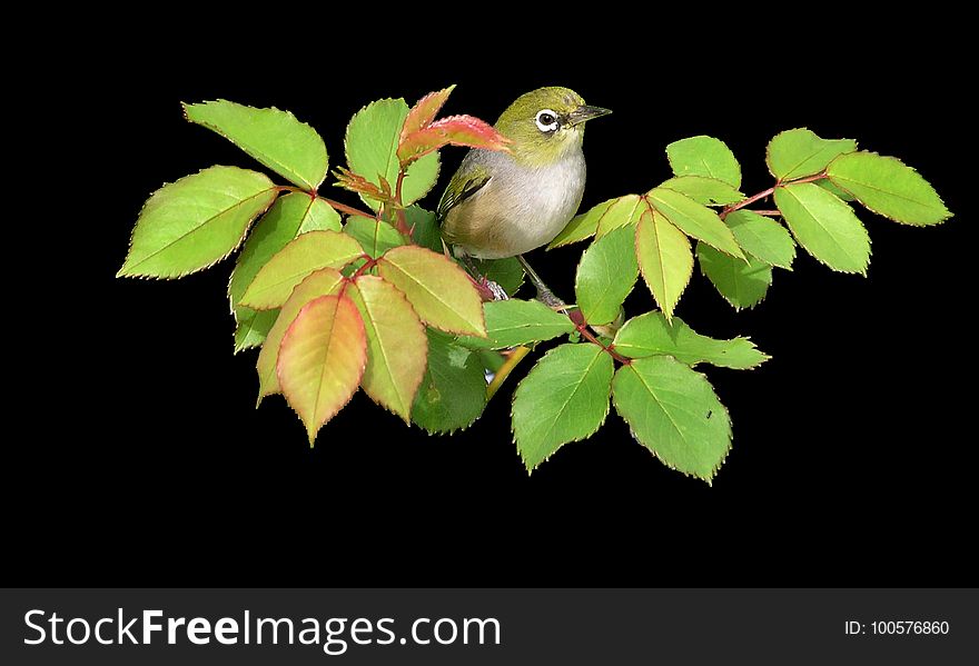 Bird, Leaf, Beak, Branch