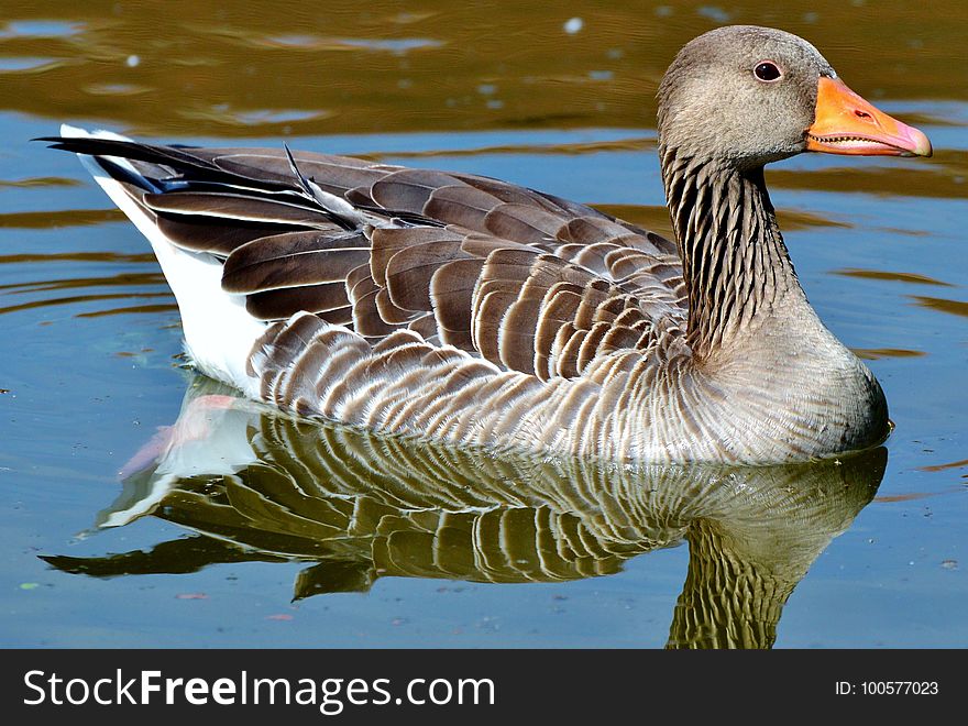 Bird, Water, Water Bird, Duck