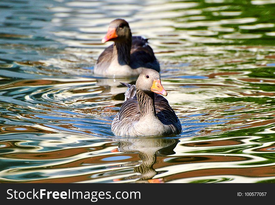 Bird, Duck, Water, Water Bird