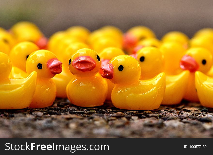 Yellow, Water Bird, Beak, Ducks Geese And Swans