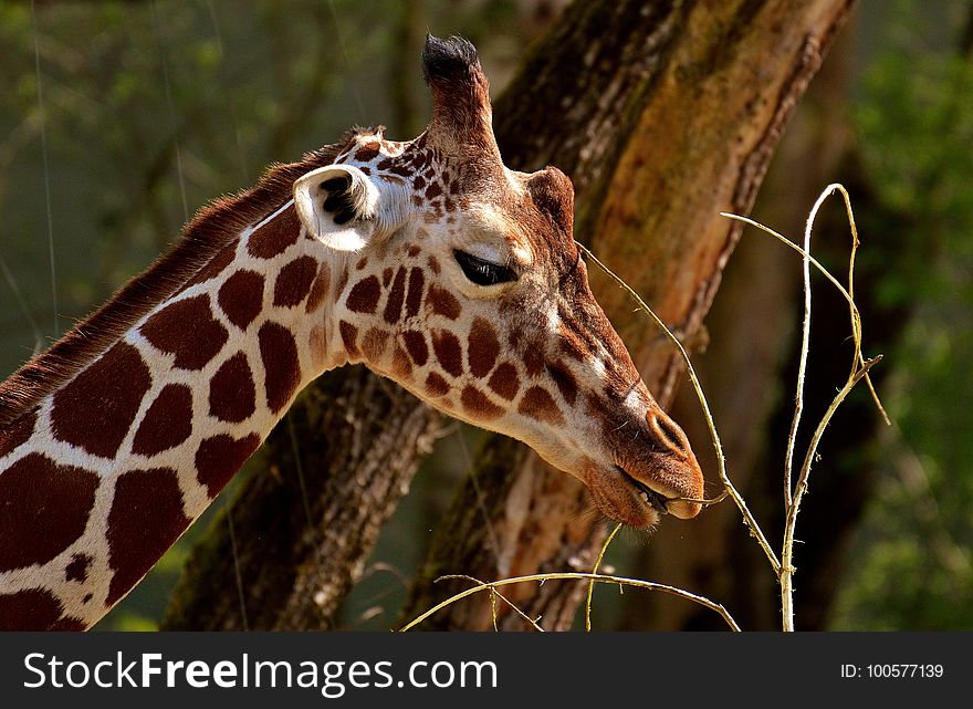 Terrestrial Animal, Giraffe, Wildlife, Giraffidae