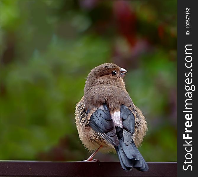 Bird, Fauna, Beak, Sparrow