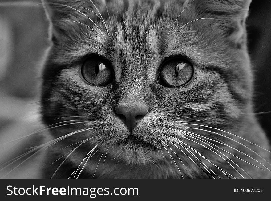 Cat, Whiskers, Face, Black And White