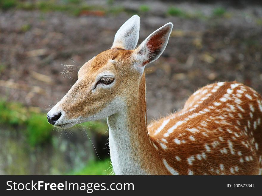 Wildlife, Terrestrial Animal, Fauna, Deer