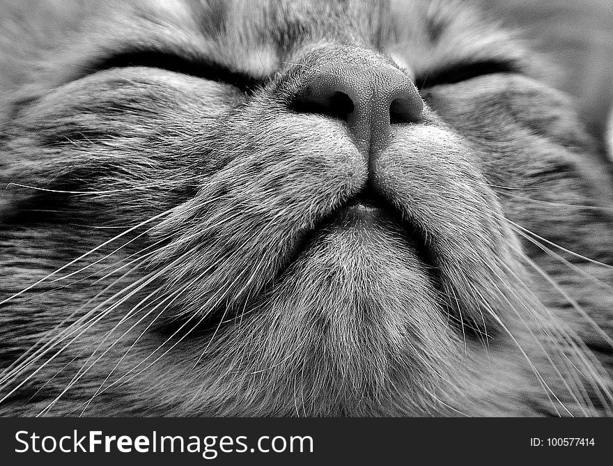 Cat, Whiskers, Black And White, Black