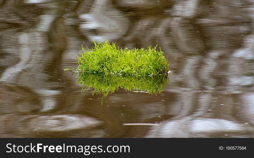Water, Vegetation, Reflection, Bank