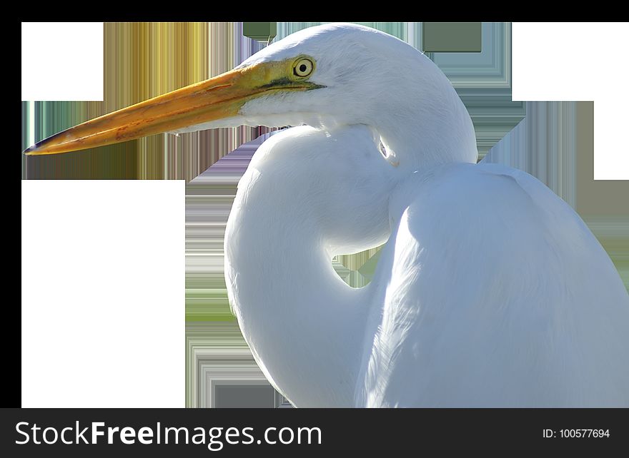 Beak, Bird, Fauna, Egret