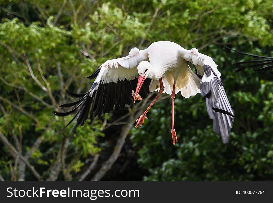 Bird, White Stork, Beak, Stork