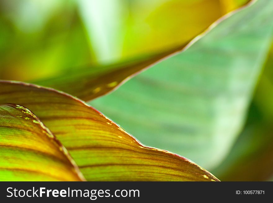 Leaf, Close Up, Macro Photography, Dew
