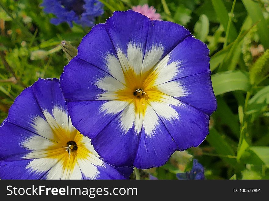Flower, Blue, Plant, Flora