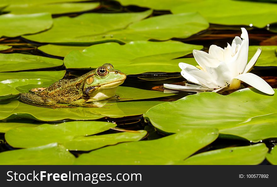 Water, Vertebrate, Fauna, Ranidae