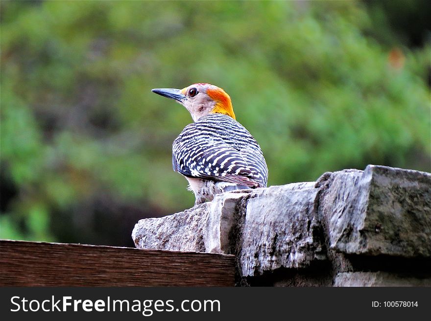 Bird, Beak, Fauna, Woodpecker