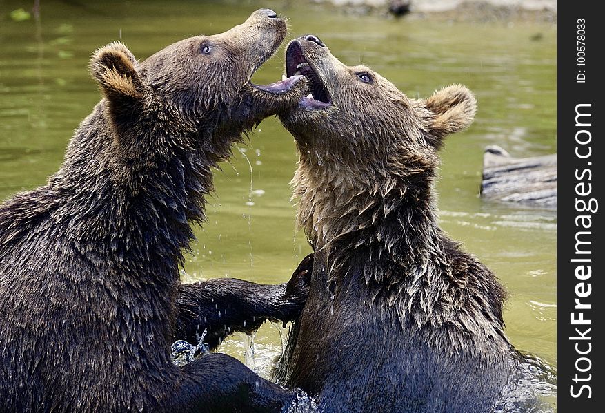 Brown Bear, Grizzly Bear, Bear, Mammal