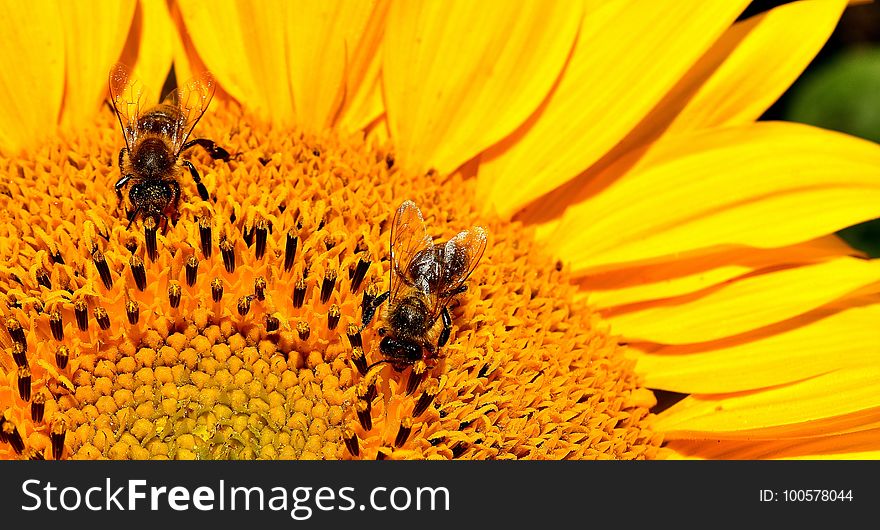 Honey Bee, Bee, Yellow, Flower