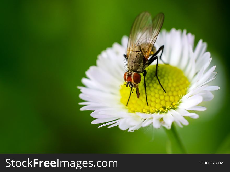Insect, Honey Bee, Fly, Nectar