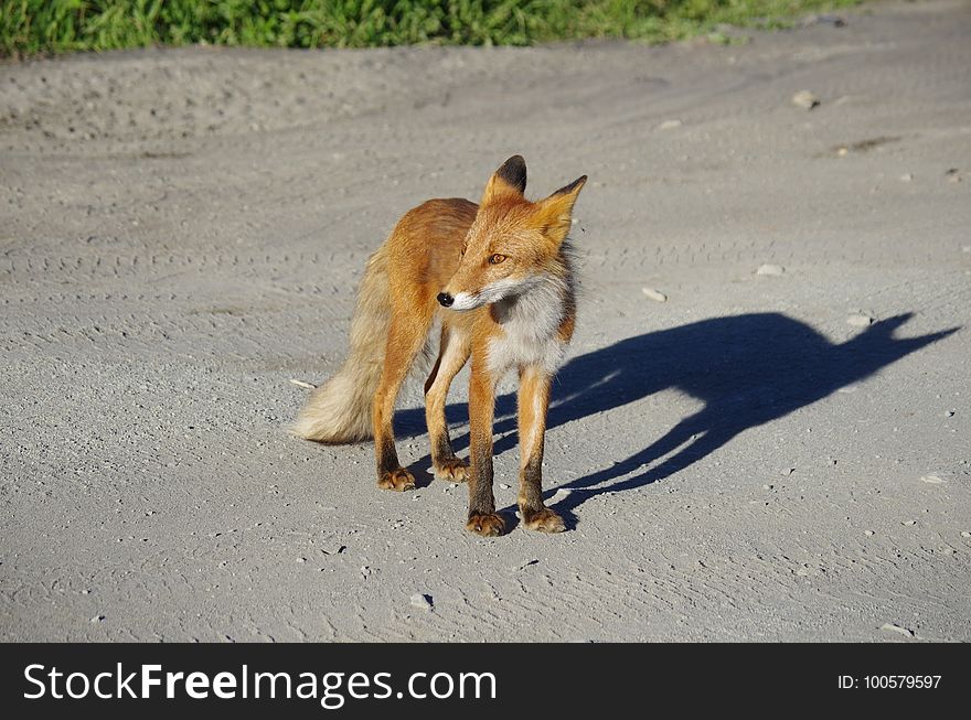 Fox, Red Fox, Wildlife, Fauna