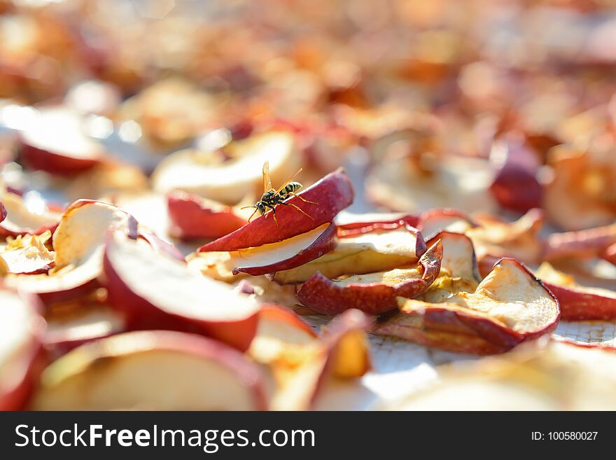 Dried apples outdoors with a wasp. Dried apples outdoors with a wasp