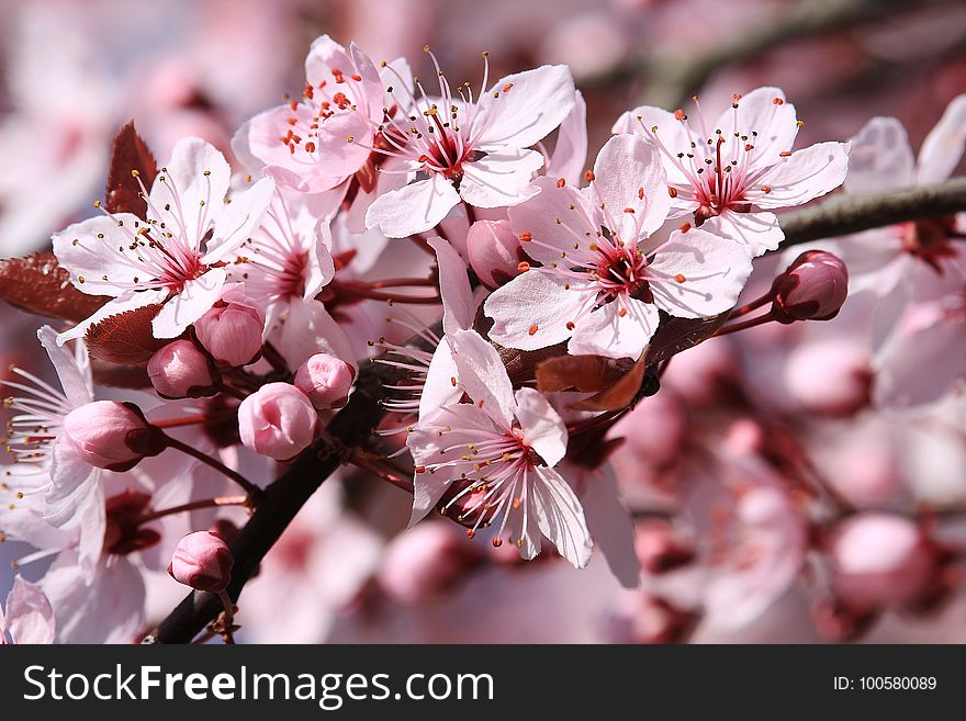 Blossom, Flower, Pink, Spring