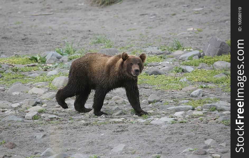 Bear, Brown Bear, Grizzly Bear, Fauna